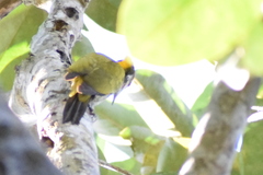 Chrysophlegma flavinucha