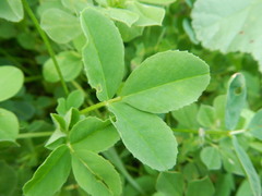Lotus tetragonolobus