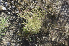 Centaurium pulchellum