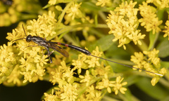 Gasteruption jaculator