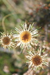 Carlina vulgaris