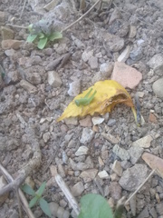 Abracris flavolineata