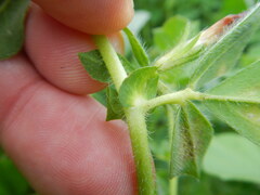 Lotus tetragonolobus