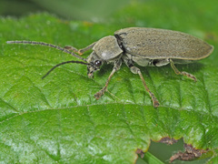 Dascillus cervinus