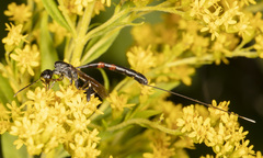 Gasteruption jaculator