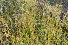 Cladium mariscoides