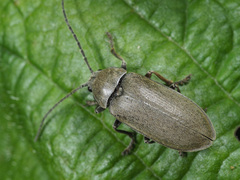 Dascillus cervinus