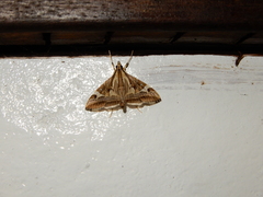 Agrioglypta itysalis