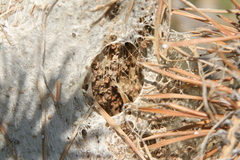 Thaumetopoea pityocampa