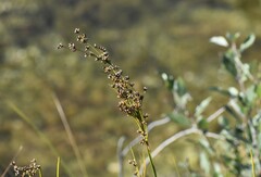 Cladium mariscoides