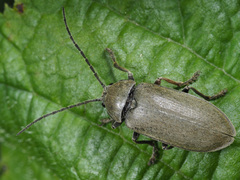 Dascillus cervinus