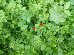 Lotus tetragonolobus