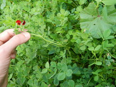 Lotus tetragonolobus