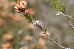 Erica cinerea