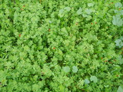 Lotus tetragonolobus