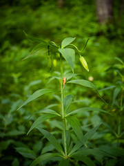 Lilium canadense