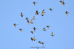 Psittacula alexandri