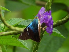 Astraptes fulgerator