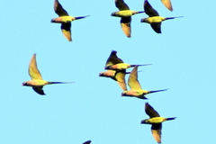 Psittacula alexandri