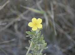 Dasiphora fruticosa