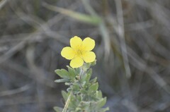 Dasiphora fruticosa
