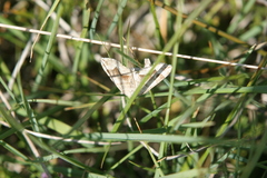 Scotopteryx