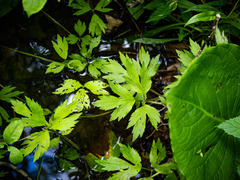 Ranunculus hispidus nitidus
