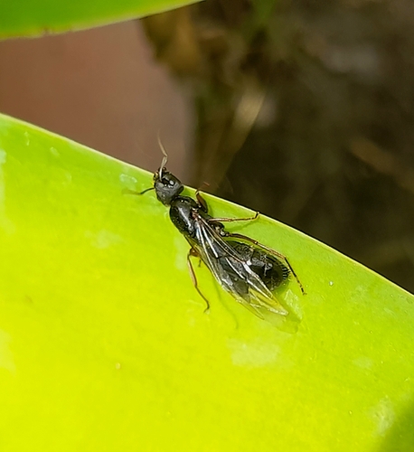 Camponotus westermanni