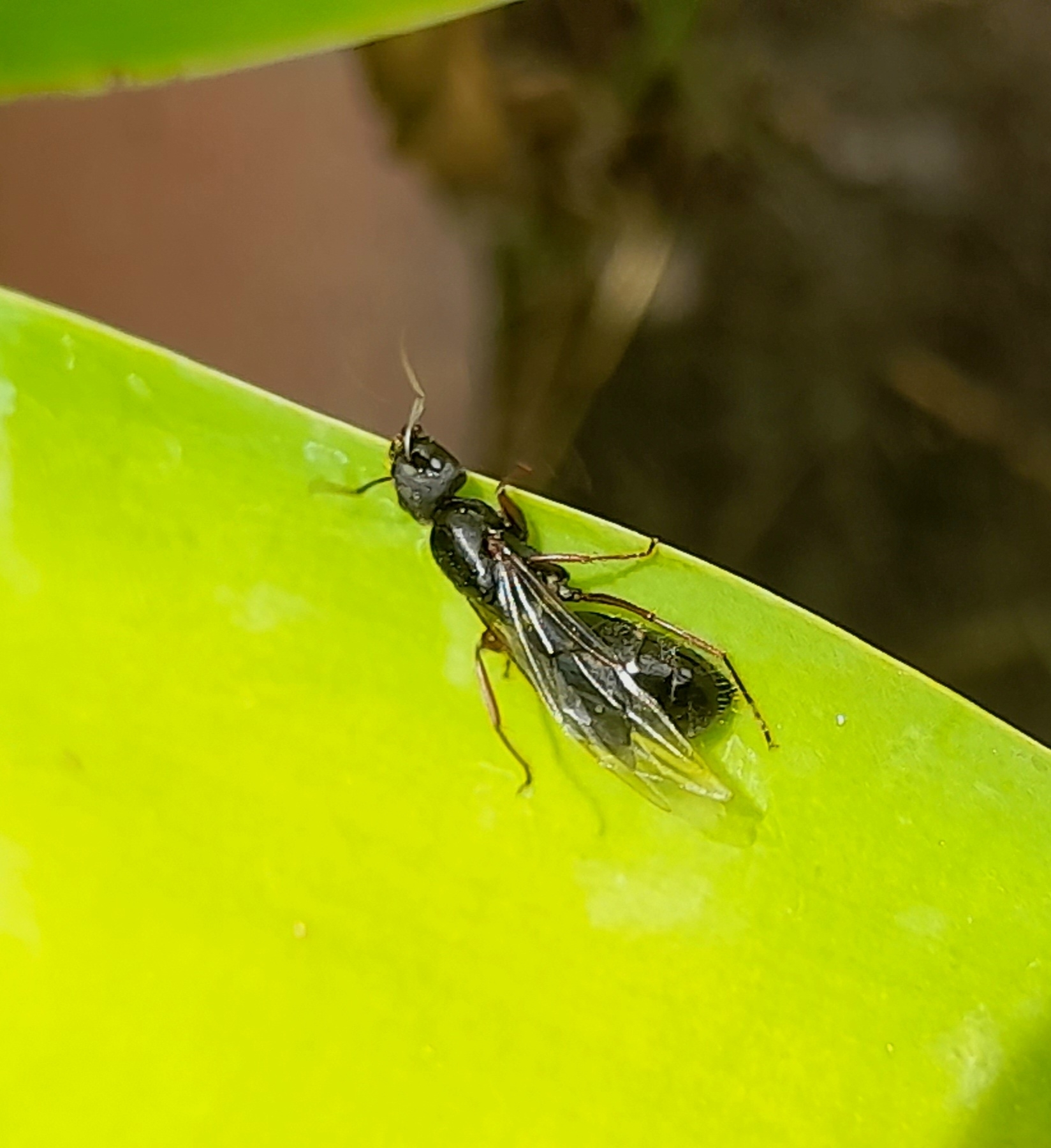 Camponotus westermanni