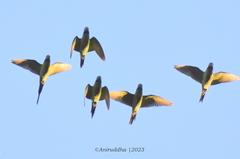 Psittacula alexandri