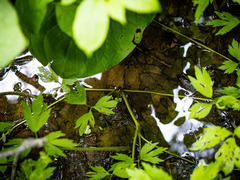Ranunculus hispidus nitidus