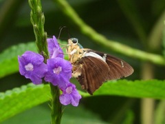 Astraptes fulgerator