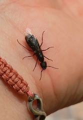 Camponotus westermanni