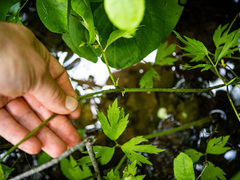 Ranunculus hispidus nitidus