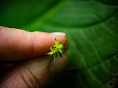 Ranunculus hispidus nitidus