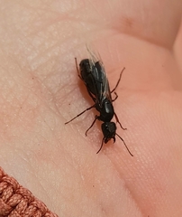 Camponotus westermanni