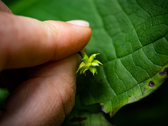 Ranunculus hispidus nitidus