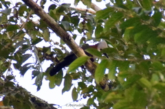 Garrulax leucolophus