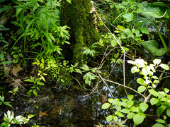 Ranunculus hispidus nitidus