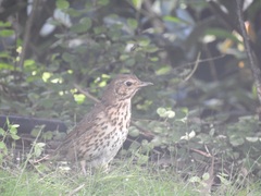 Turdus philomelos clarkei