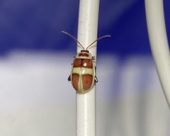 Asphaera discicollis
