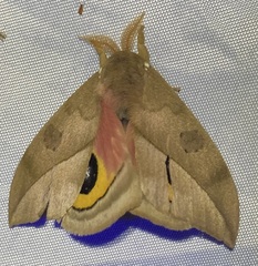Automeris zugana