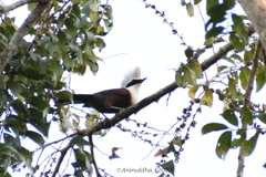 Garrulax leucolophus