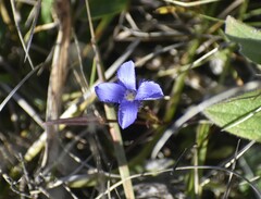 Gentianopsis virgata