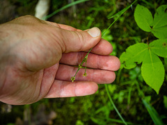Luzula multiflora