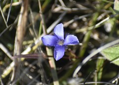 Gentianopsis virgata