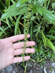 Gonzalagunia hirsuta