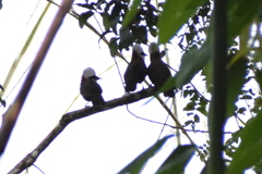 Garrulax leucolophus