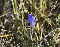 Gentianopsis virgata