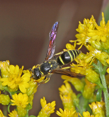 Ancistrocerus antilope